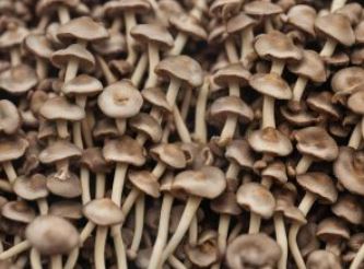 Psilocybin Mushrooms