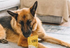 CBD products for Pets in Jamaica