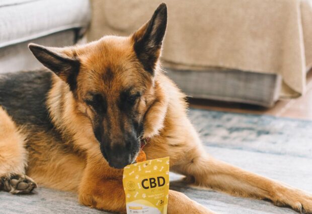 CBD products for Pets in Jamaica