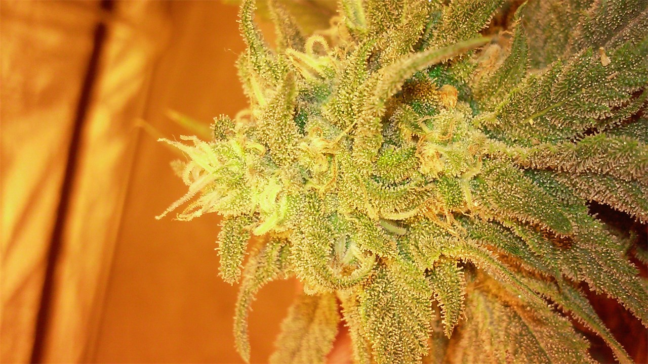 cherry pie strain