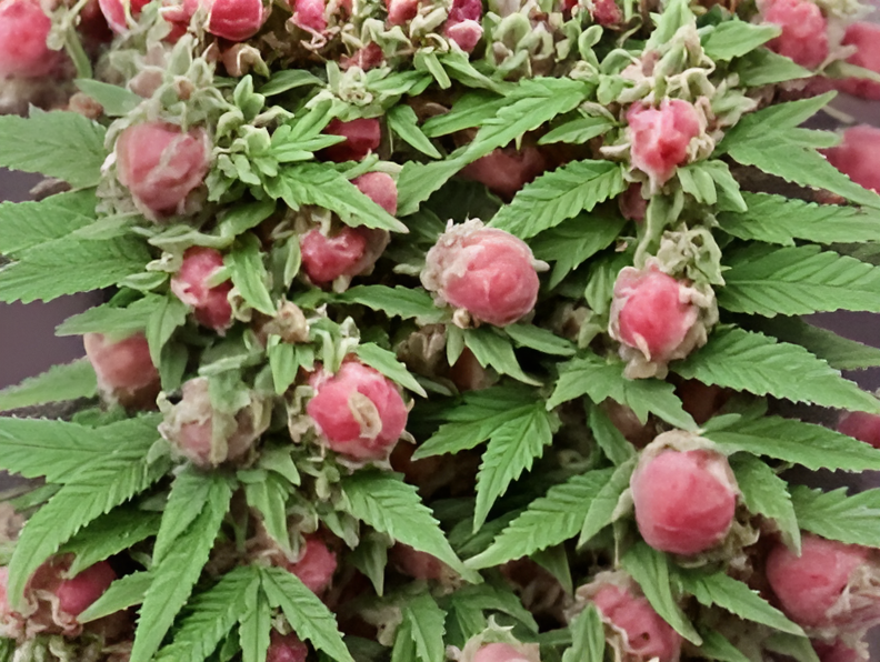 Cherry Gelato Strain