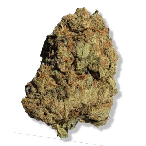 Jamaican Lion Cannabis Strain in Jamaica