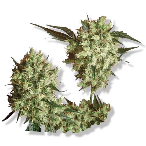 Marley's Collie Cannabis Strain Flower