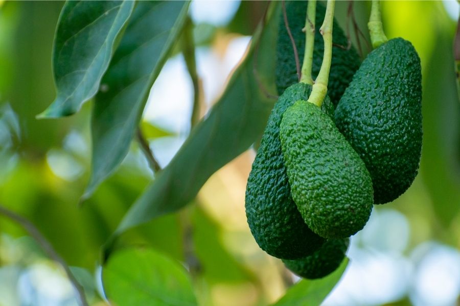 Avocado time in Jamaica, best weed in Negril, Cannabis Delivery in Negril, Image of avocados