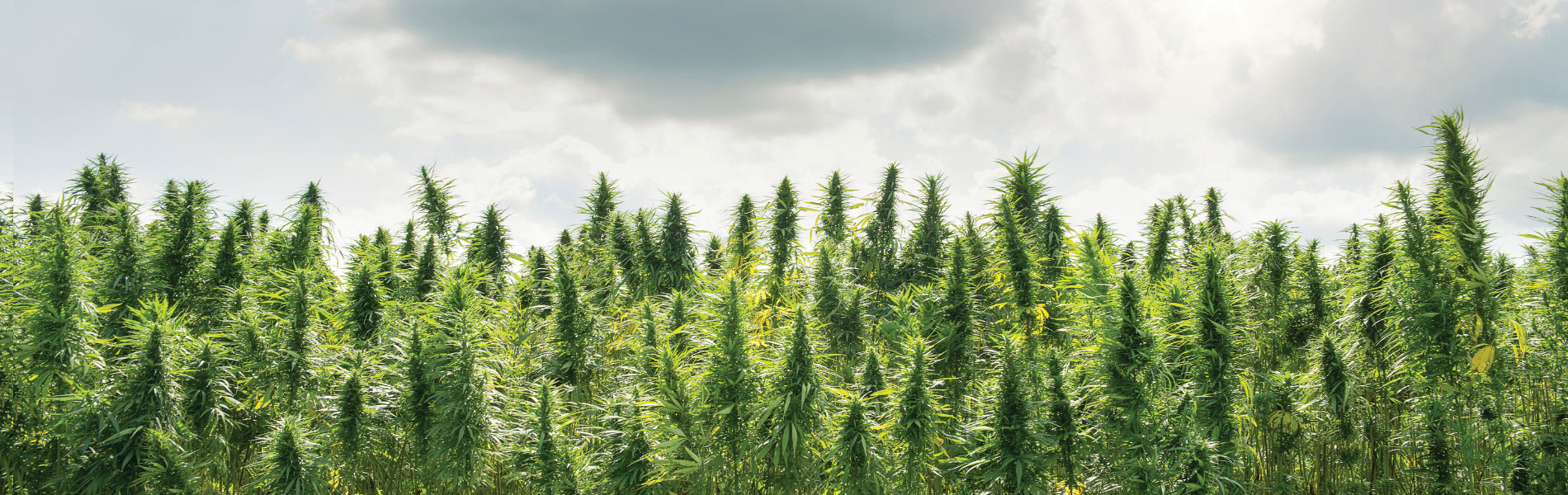 Blue Cheese: Bold Flavors, Smooth Vibes – A Complete Guide, Image of ganja growing