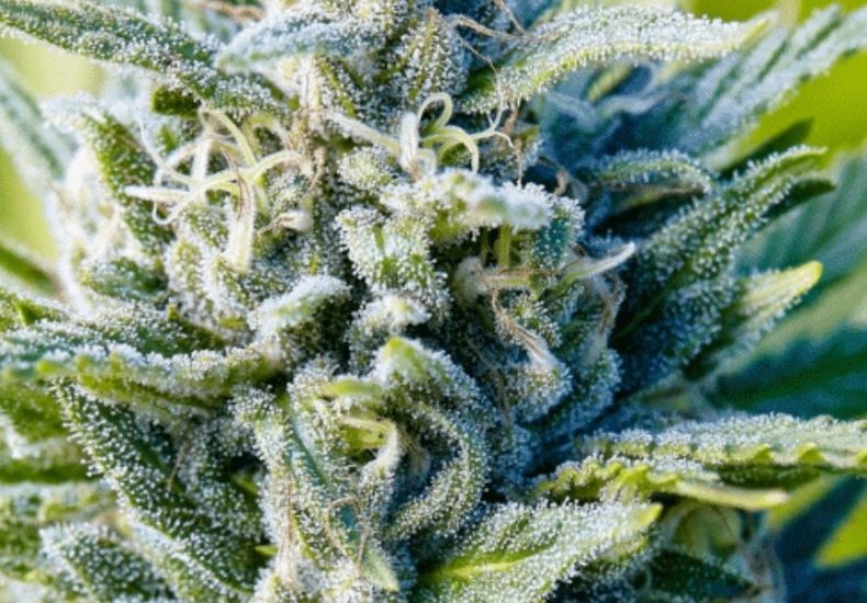 Image of Blue Dream Strain, Weed In Jamaica, Cannabis Dispensary in Negril