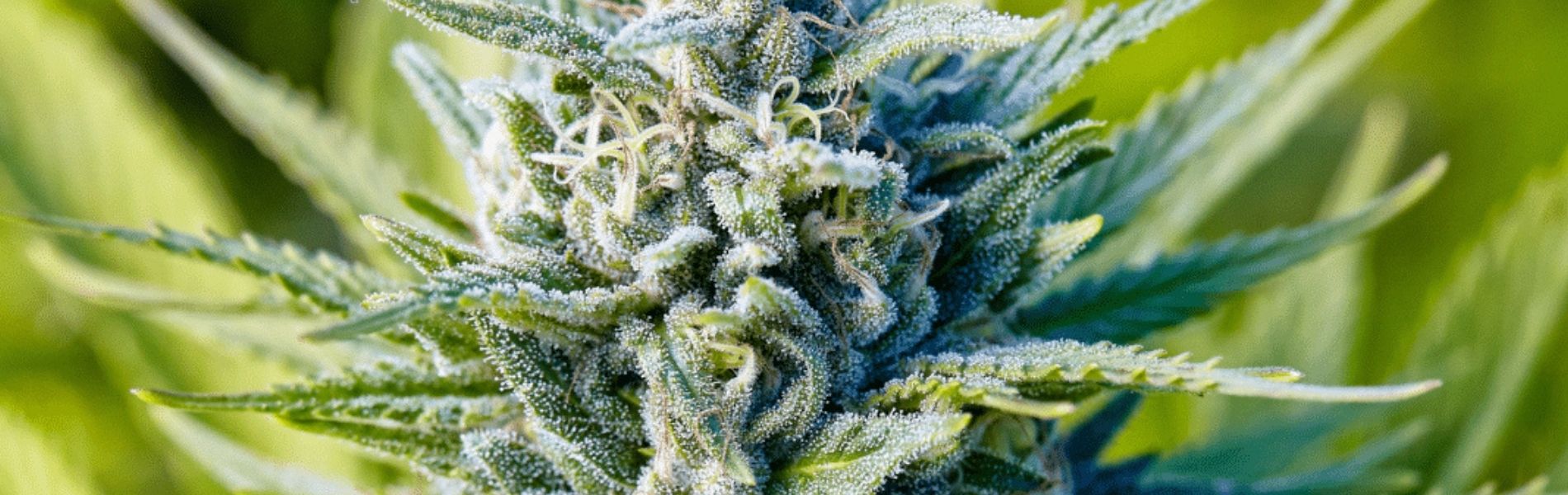 Image of Blue Dream Strain, Weed In Jamaica, Cannabis Dispensary in Negril