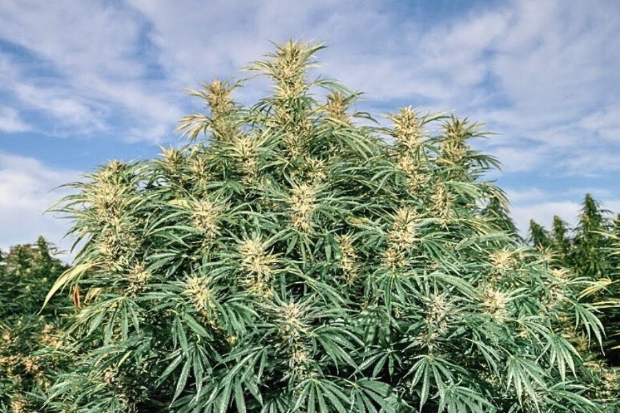 Image of Blue Dream Strain Plant, Weed In Jamaica, Cannabis Dispensary in Negril