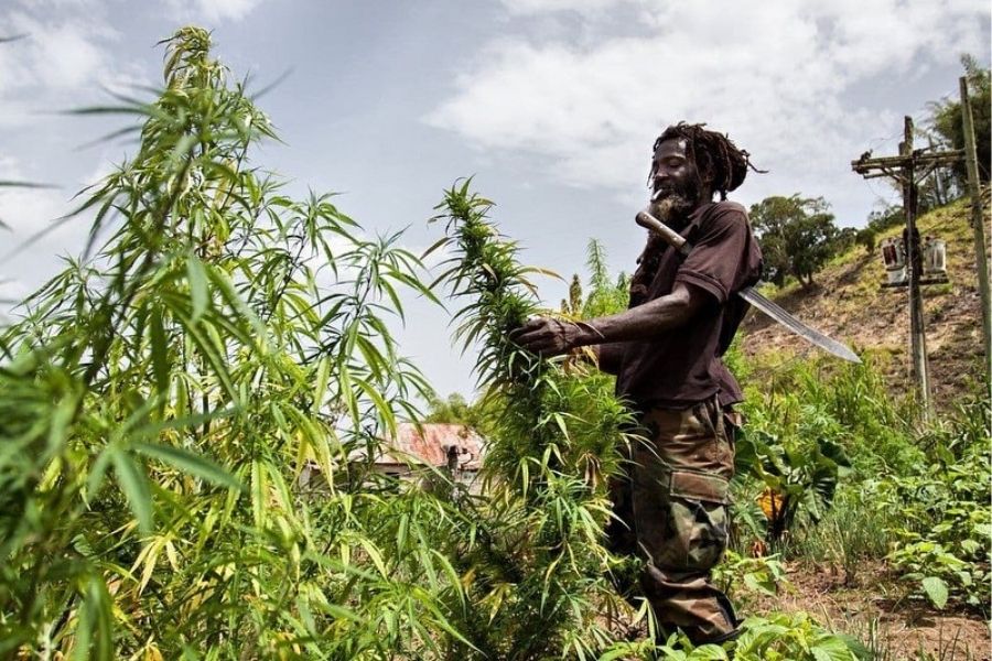 Blue Mountain Landraces, Jamaica Cannabis Delivery Image of a Rasta chopping weed