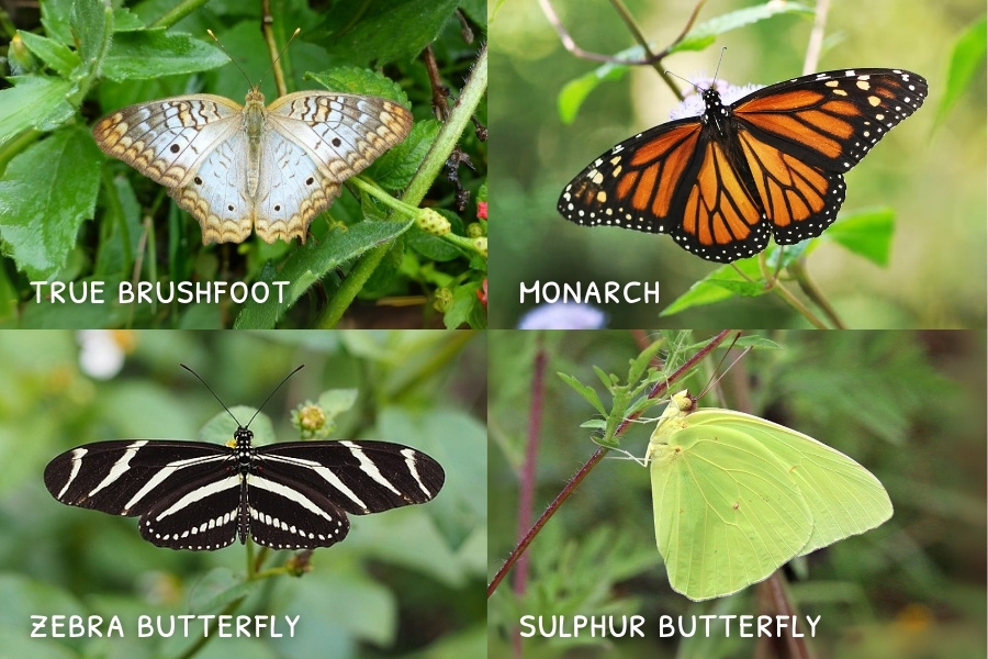 Image of Butterflies Endemic Butterflies of Jamaica, Dispensary Near me, weed delivery in Jamaica