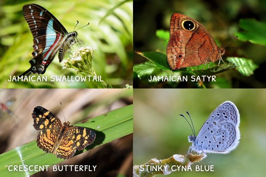 Image of Butterflies Endemic Butterflies of Jamaica, Dispensary Near me, weed delivery in Jamaica