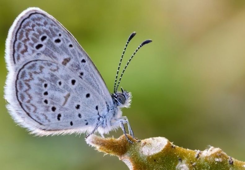 Image of a True Brushfoot Butterfly Endemic Butterflies of Jamaica, Dispensary Near me, weed delivery in Jamaica