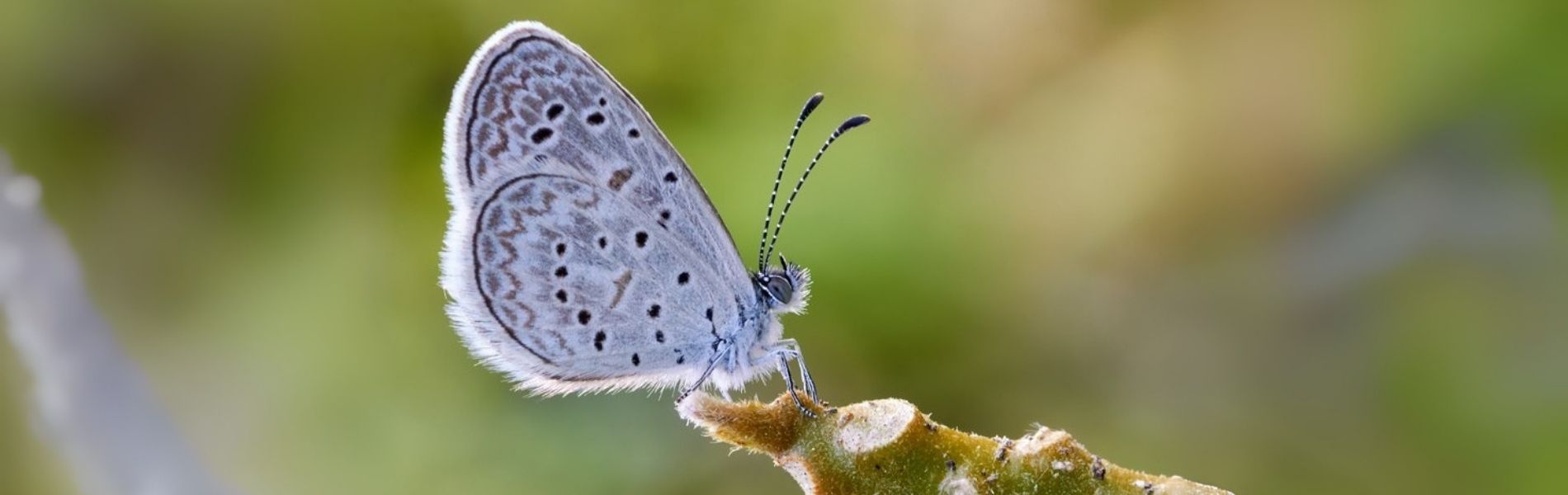 Image of a True Brushfoot Butterfly Endemic Butterflies of Jamaica, Dispensary Near me, weed delivery in Jamaica