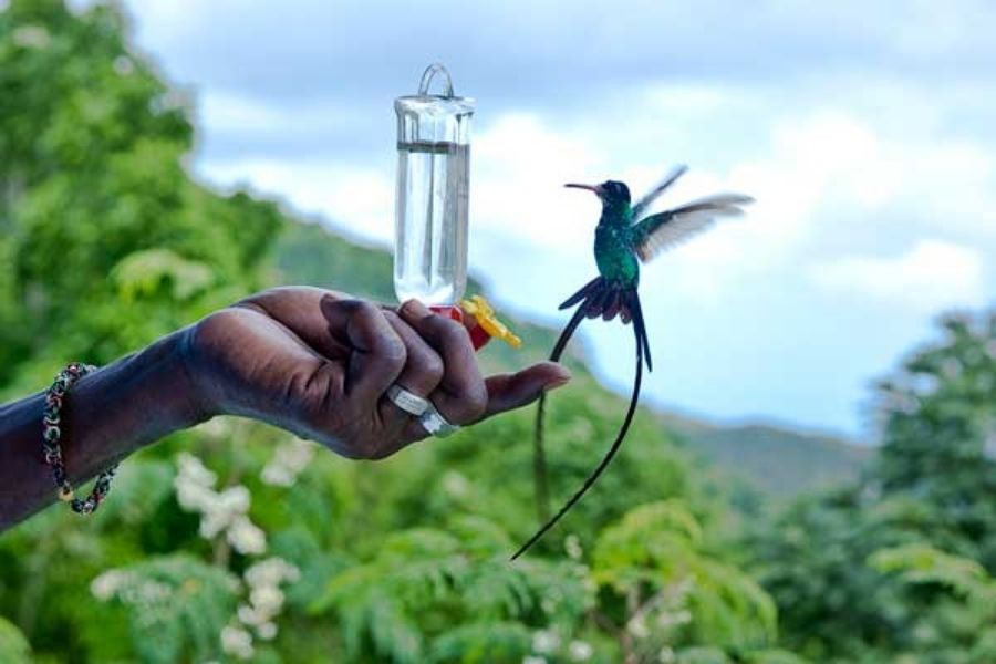 Image of feeding a Doctor Bird, Jamaican Culture, Dispensary Near me, Onlinie Cannabis Dispensary in Negril