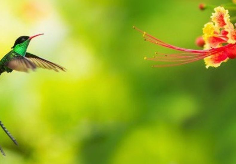 Image of a Doctor Bird, Jamaican Culture, Dispensary Near me, Onlinie Cannabis Dispensary in Negril