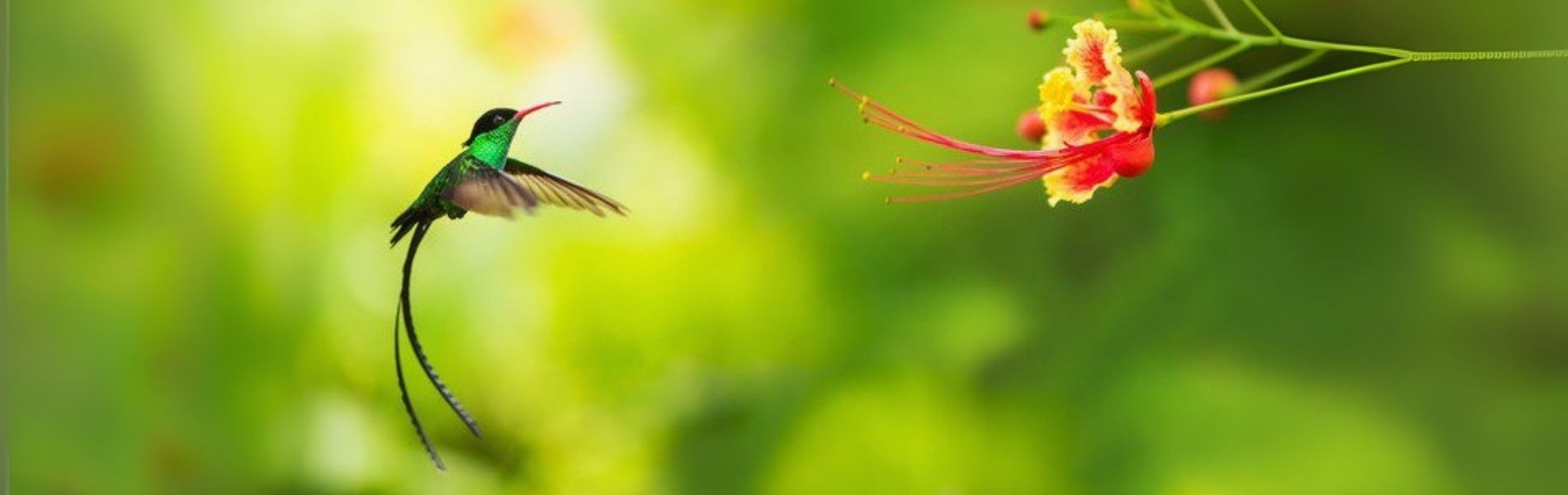 Image of a Doctor Bird, Jamaican Culture, Dispensary Near me, Onlinie Cannabis Dispensary in Negril