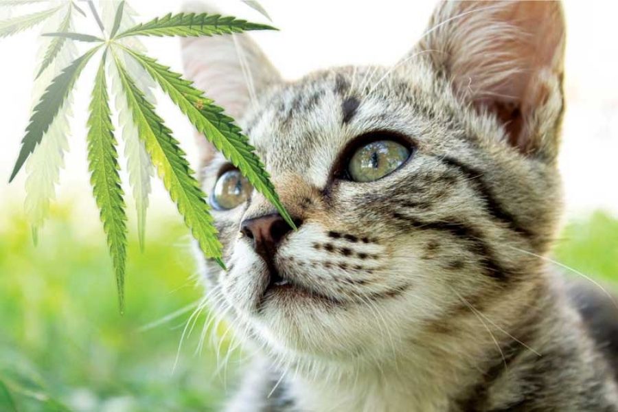 Jamaican Proverbs, weed delivery negril, pre-rolls, image of a cat with weed