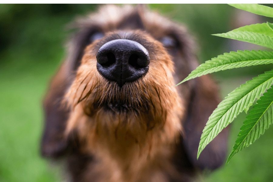 Jamaican Proverbs, weed delivery negril, pre-rolls, image of a dog with weed