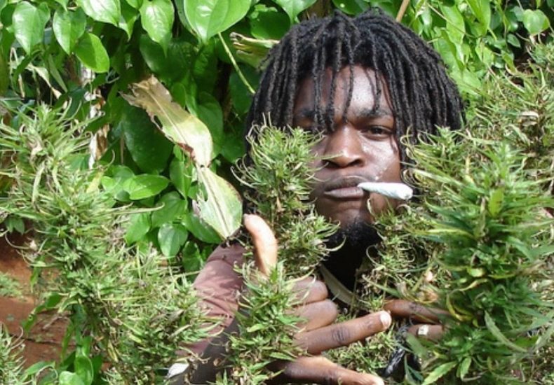 Rastafari Culture, Negril Dispensary, best weed in negril, image of a rasta with weed