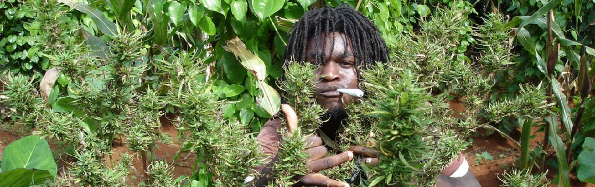 Rastafari Culture, Negril Dispensary, best weed in negril, image of a rasta with weed