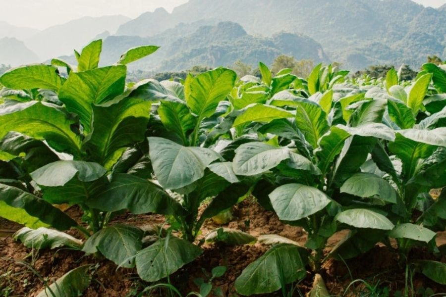 Image of hot graba feild, Jamaican Graba Culture, Jah Livity Hot Graba, online cannabis dispensary in negril