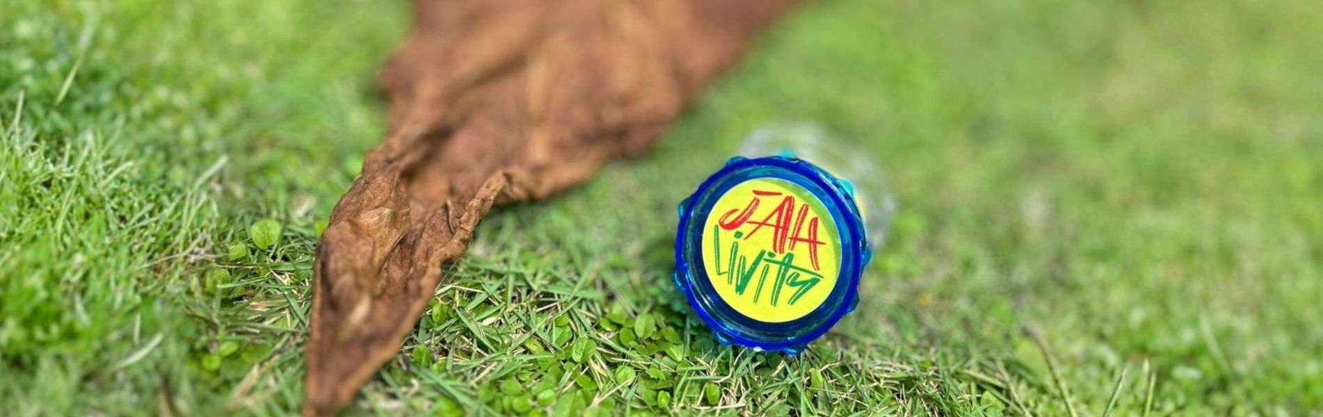 Buy Graba in Jamaica, Fastest Cannabis Delivery in Jamaica, Tobacco Leaf, Hot Graba