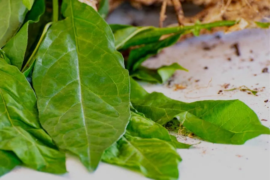 Freshly gathered guinea hen weed leaves
