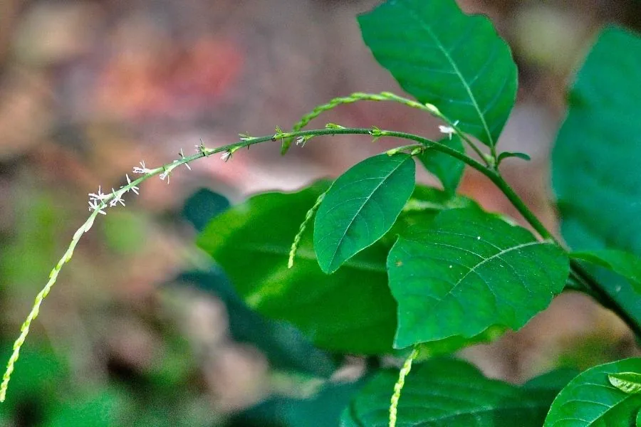 Guinea hen weed leaves and a slender stem of tiny white flowers