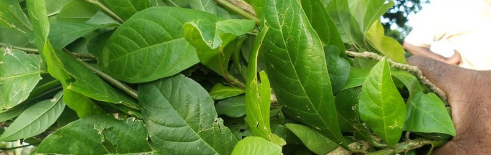 Image of Guinea Hen Weed. Negril Dispensary, Best Weed in Negril