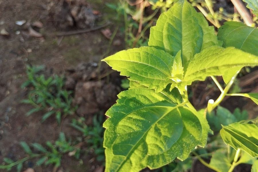 Jack in the Bush, Bush Medicine, Online dispensary in negril jamaica