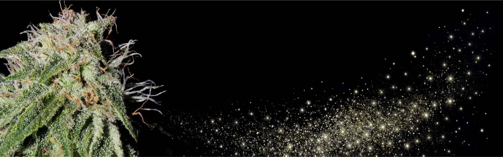 Kief - Sparkling cannabis bud and drifting kief