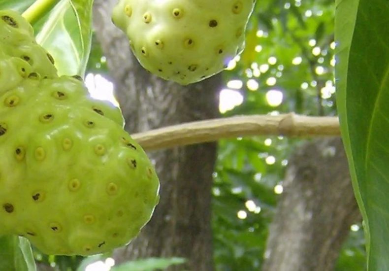 Image of Noni in Jamaica, Bush Medicine, Online Cannabis Dispensary,