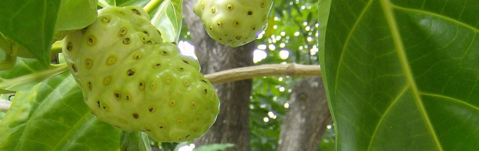 Image of Noni in Jamaica, Bush Medicine, Online Cannabis Dispensary,