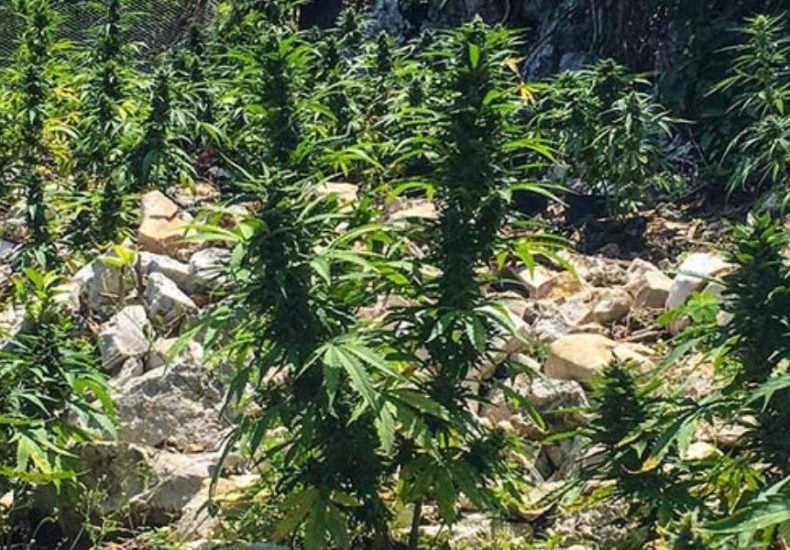 Image of Orange Hill Skunk Strain, Jamaican Cannabis, Dispensary Near Me, Negril Weed Delivery