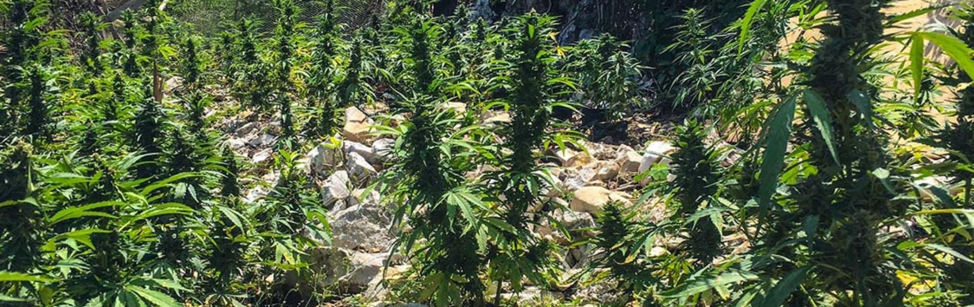 Image of Orange Hill Skunk Strain, Jamaican Cannabis, Dispensary Near Me, Negril Weed Delivery