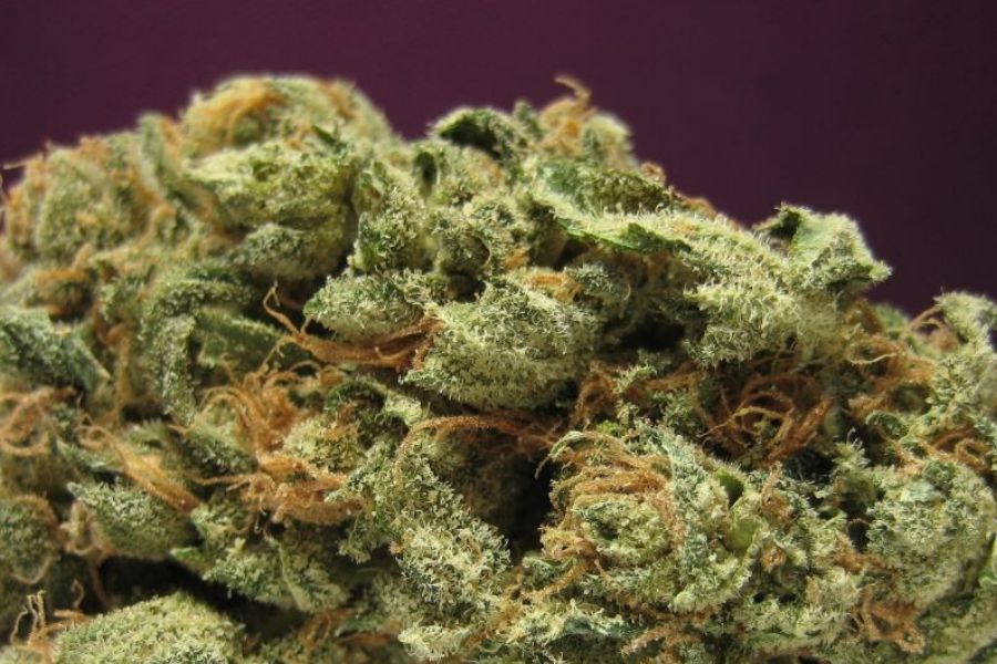 Image of an Orange Hill Skunk Strain bud, Jamaican Cannabis, Dispensary Near Me, Negril Weed Delivery 
