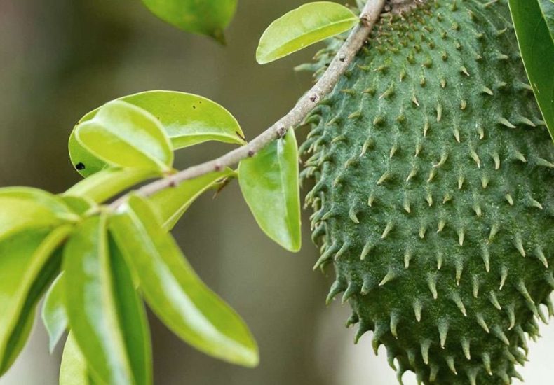 Image of soursop, bush medicine, dispensary near me, best weed in Jamaica