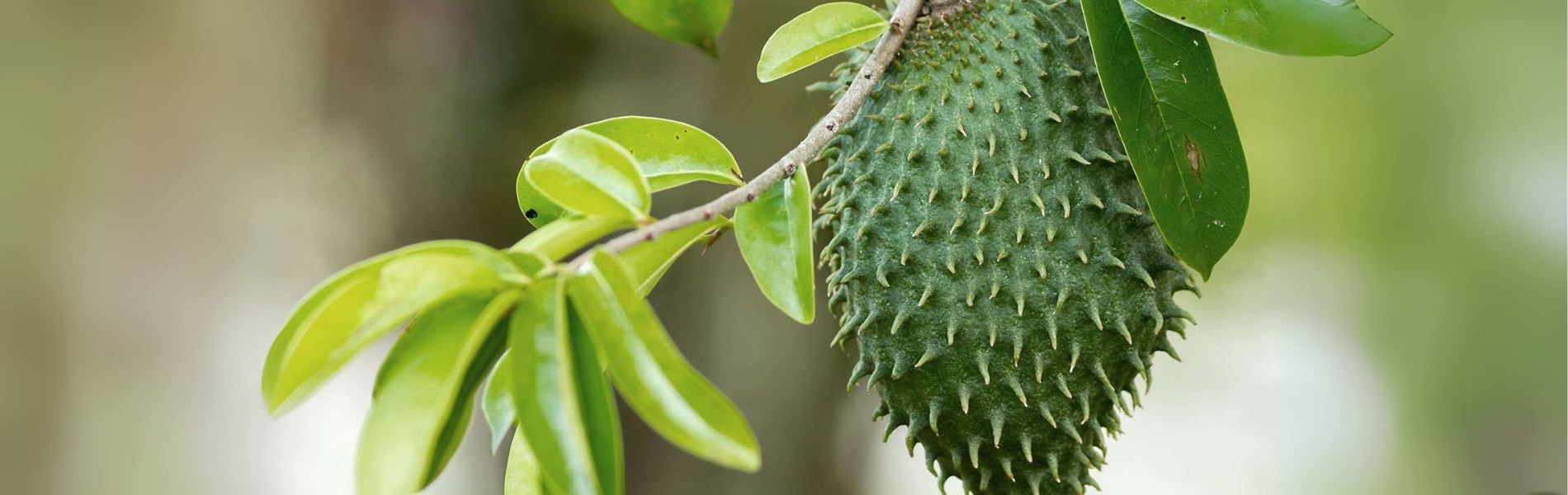 Image of soursop, bush medicine, dispensary near me, best weed in Jamaica