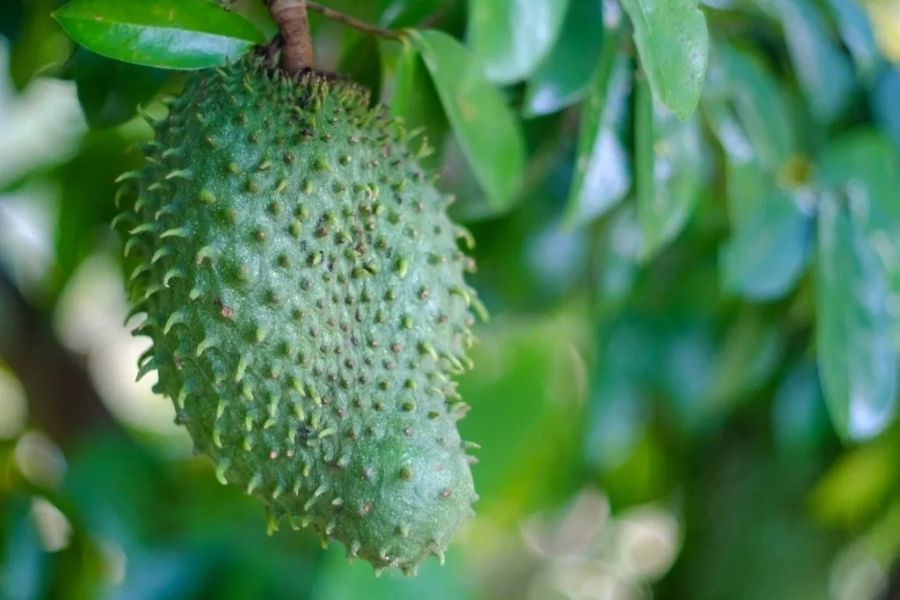 Image of soursop, bush medicine, dispensary near me, best weed in Jamaica