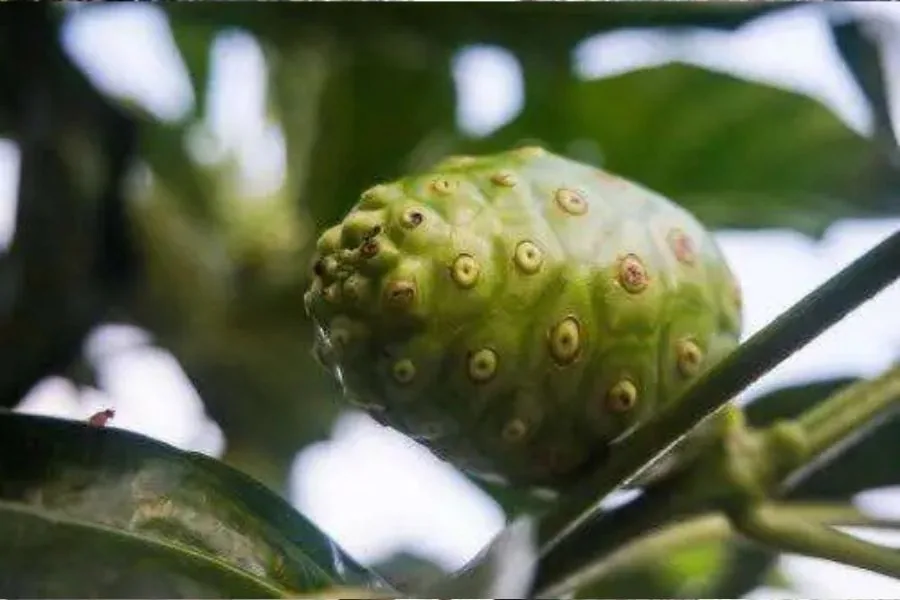 Green noni fruit growing on a tree branch