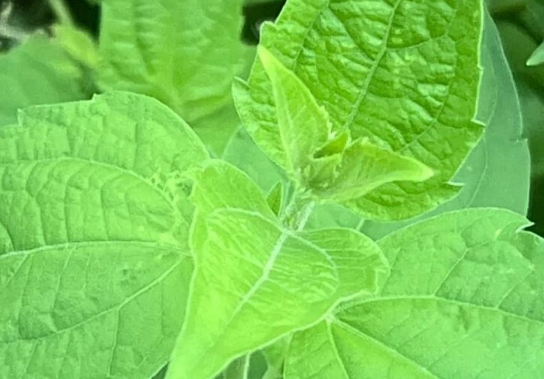 Jack in the Bush, Bush Medicine, Online dispensary in negril jamaica