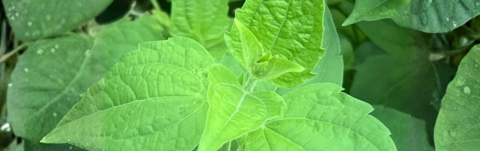 Jack in the Bush, Bush Medicine, Online dispensary in negril jamaica