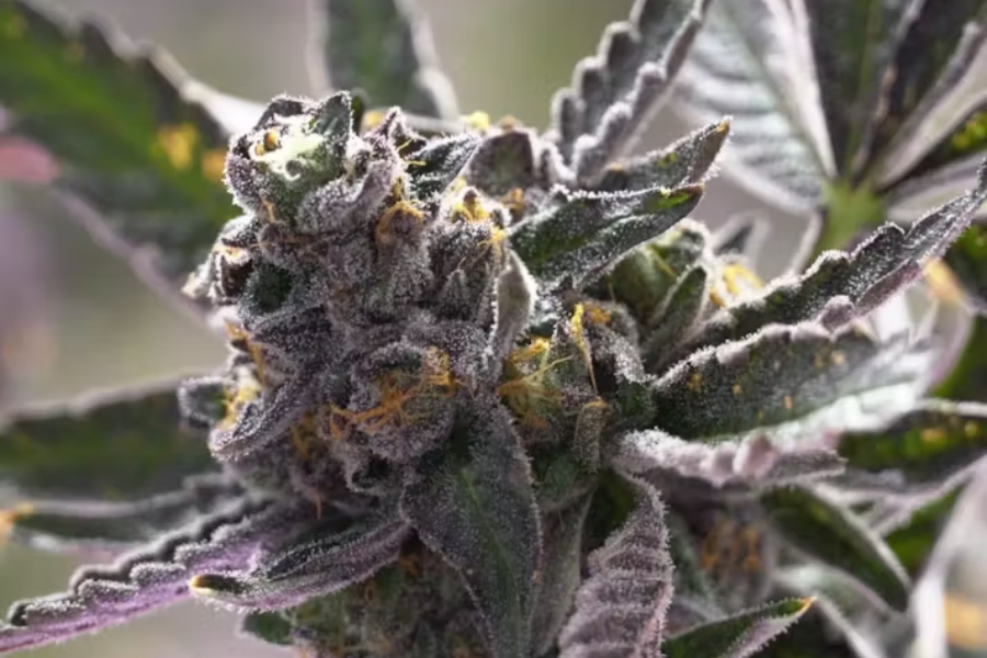 Marley's Collie Strain, negril weed, negril dispensary 