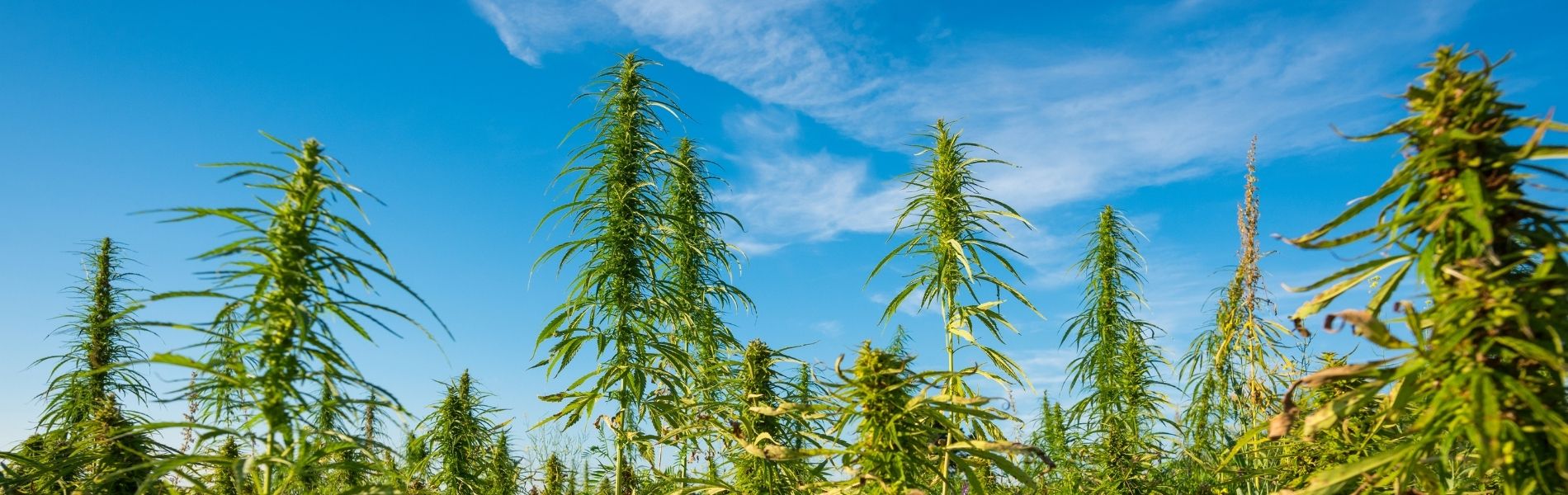 Ganja tours in negril, cannabis dispensary in Jamaica, cannabis delivery in Negril Image of weed growing