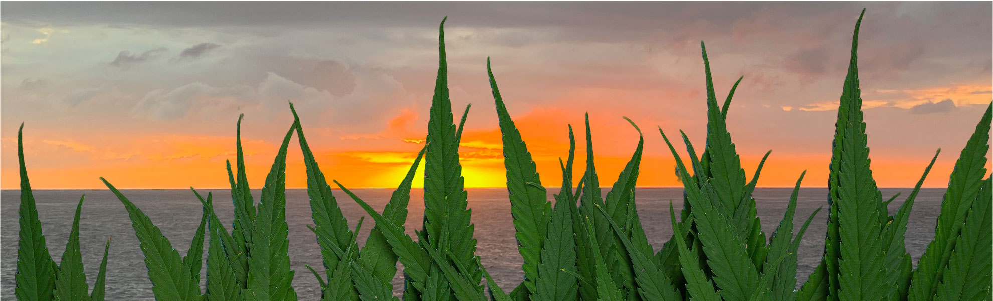 Cannabis in Jamaica