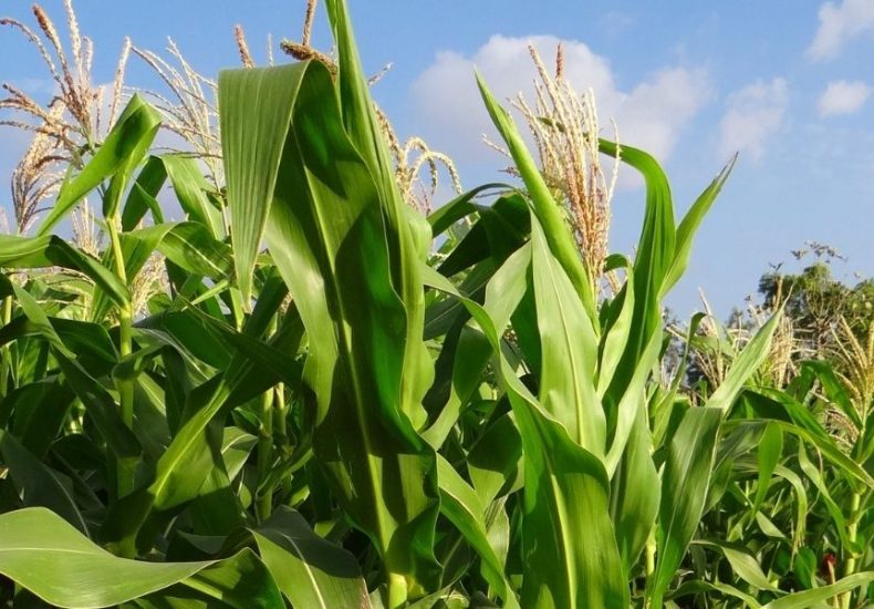 Jamaican Cannabis Culture, Online cannabis dispensary in Negril, Weed delivery in Negril Image of corn