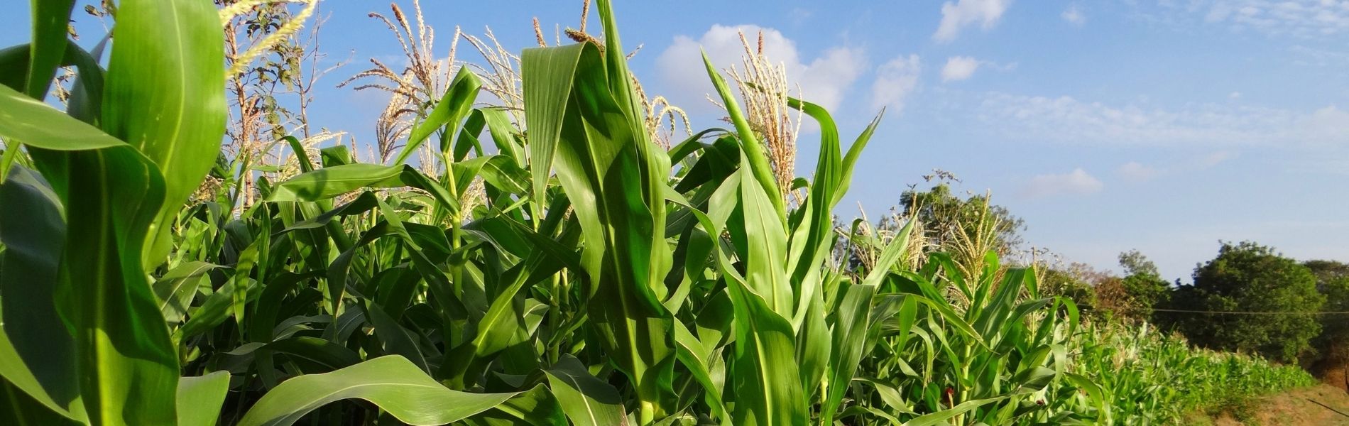 Jamaican Cannabis Culture, Online cannabis dispensary in Negril, Weed delivery in Negril Image of corn