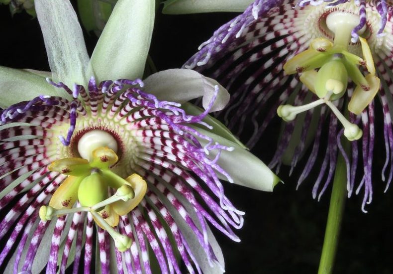 Passion flower bush medicine