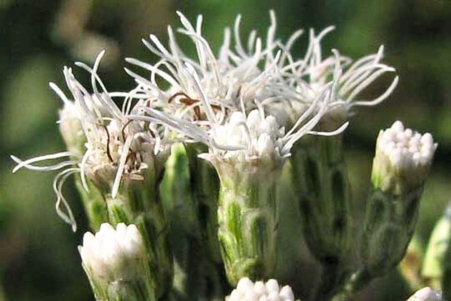 Jack in the Bush, Bush Medicine, Online dispensary in negril jamaica